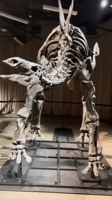 American Museum of Natural History