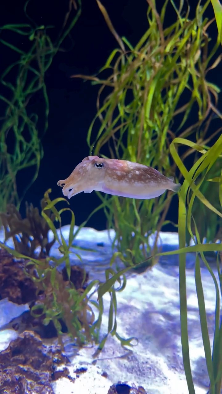 Ripley's Aquarium of Canada