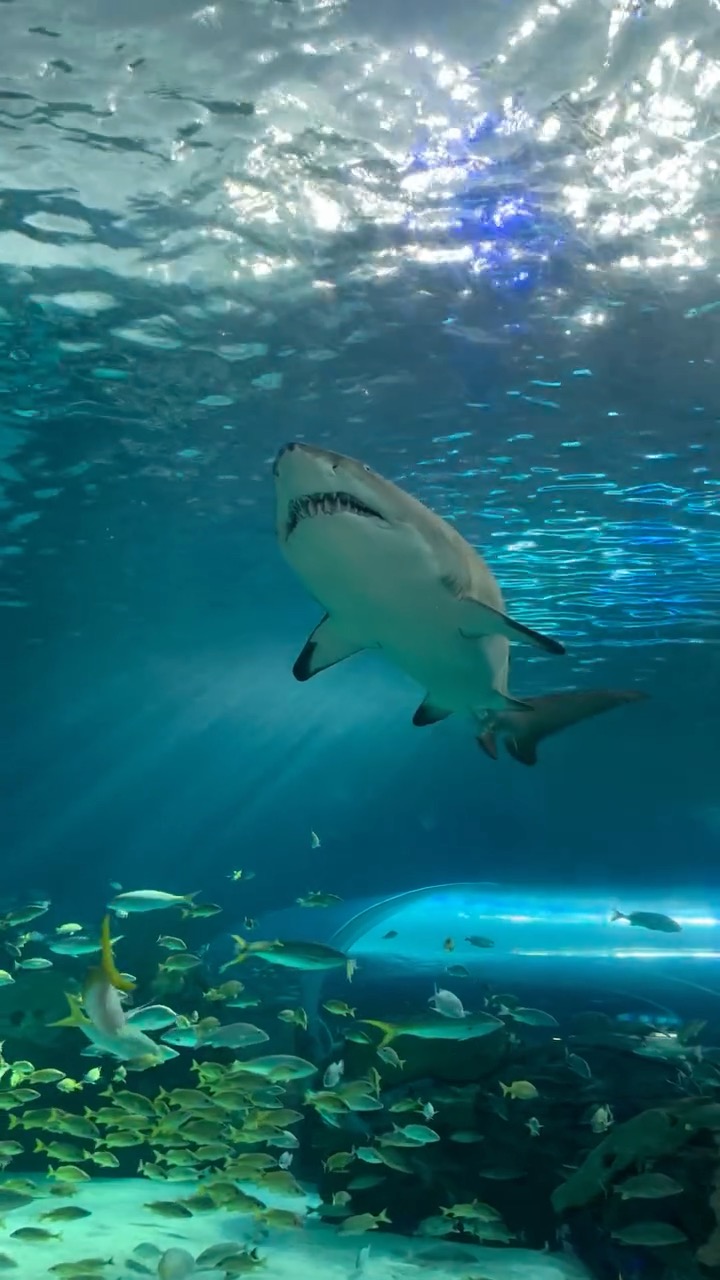 Ripley's Aquarium of Canada