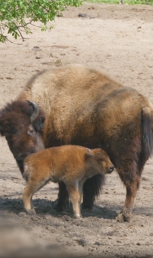 The Bronx Zoo Experience