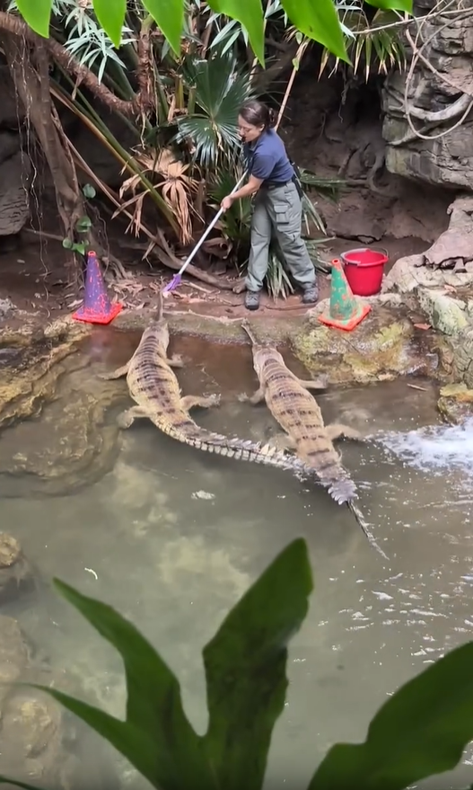 The Bronx Zoo Experience