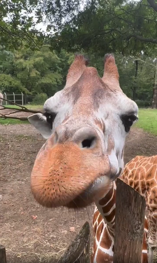 The Bronx Zoo Experience