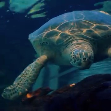 Ripley's Aquarium of Canada