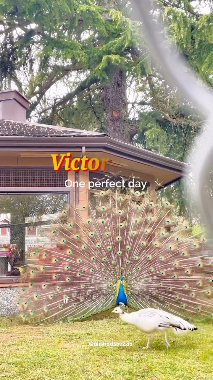 Best of Victoria, BC W/ Malahat Skywalk, Butchart Gardens