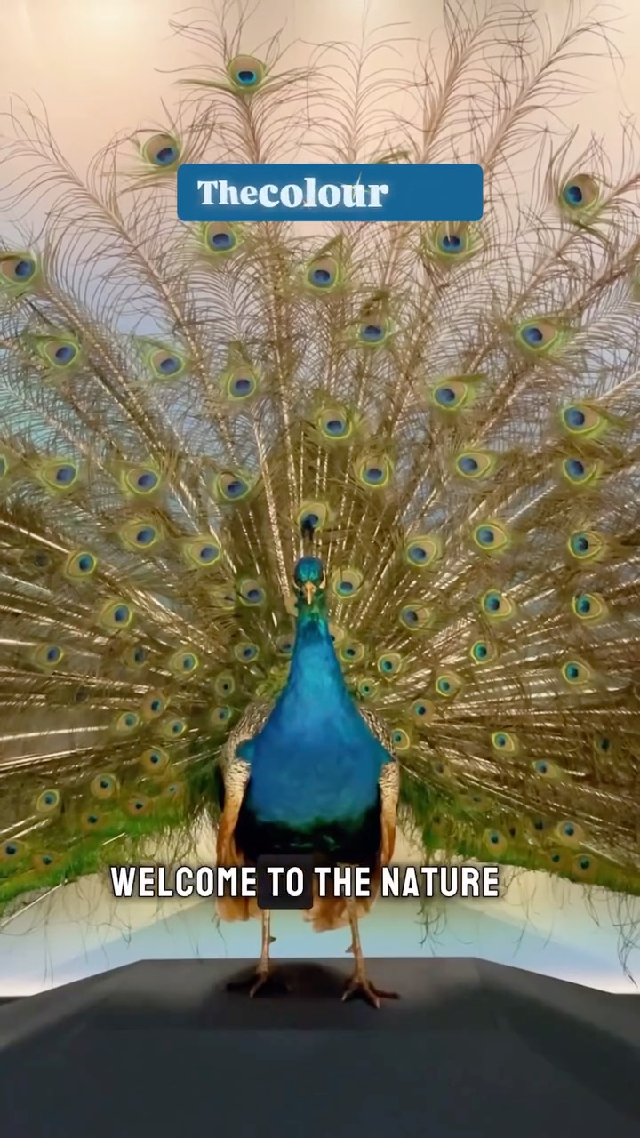 Royal Ontario Museum General Admission